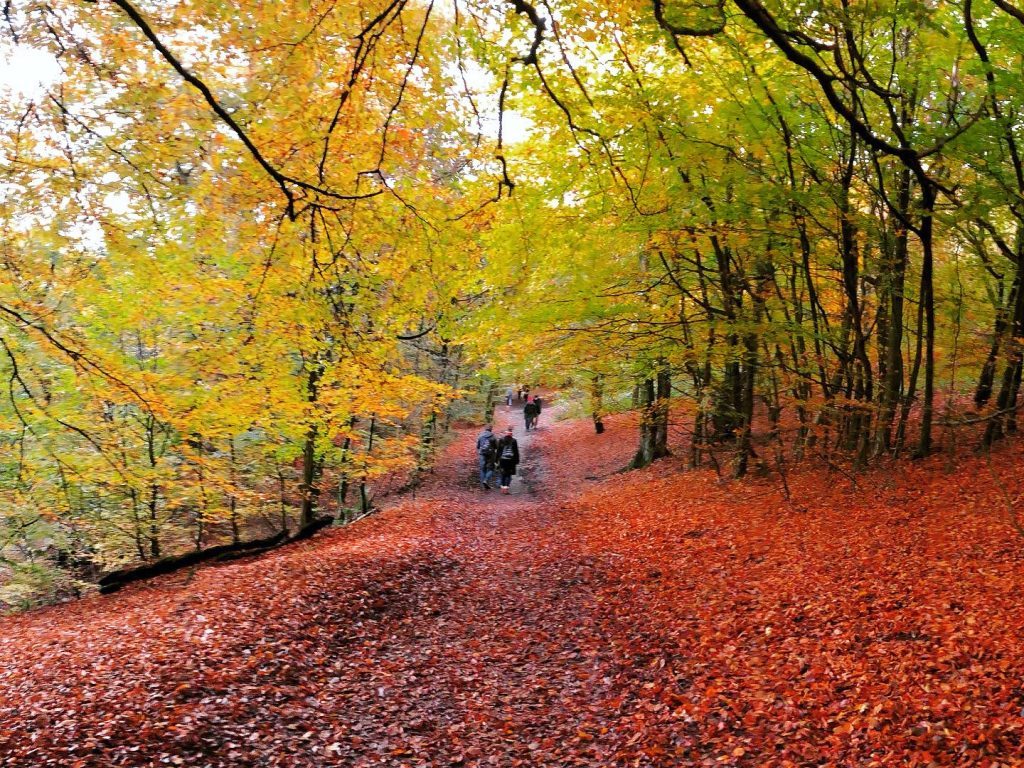 Top Spots to See Stunning Autumn Colours in Ripon, Boroughbridge and the Surrounding Area 2025